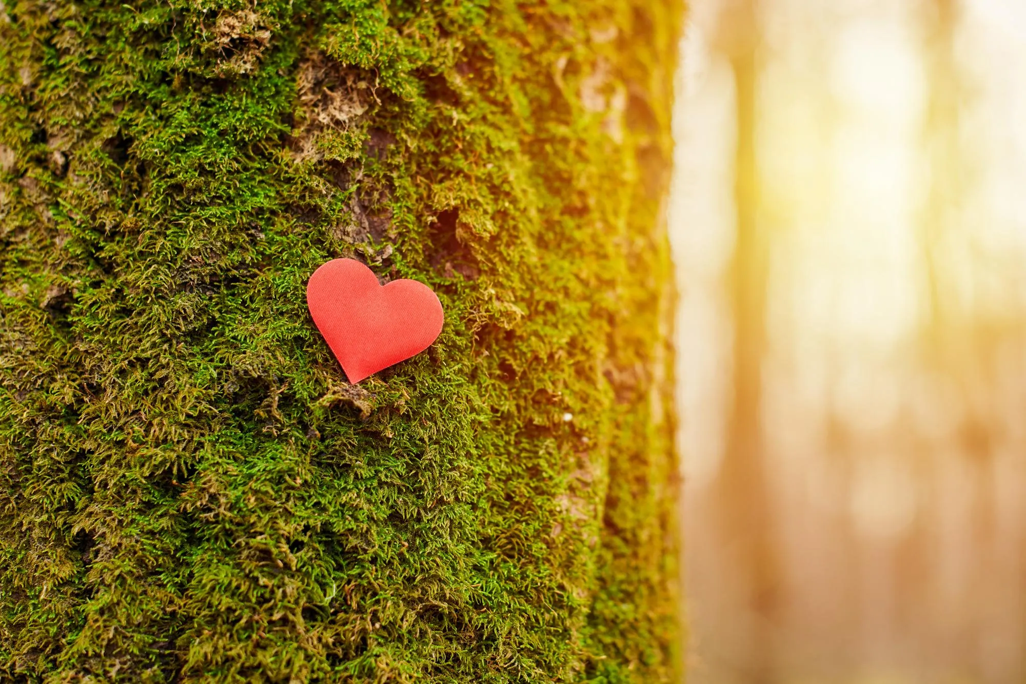 Staying Regulated Through Loss, Anger, and Grief