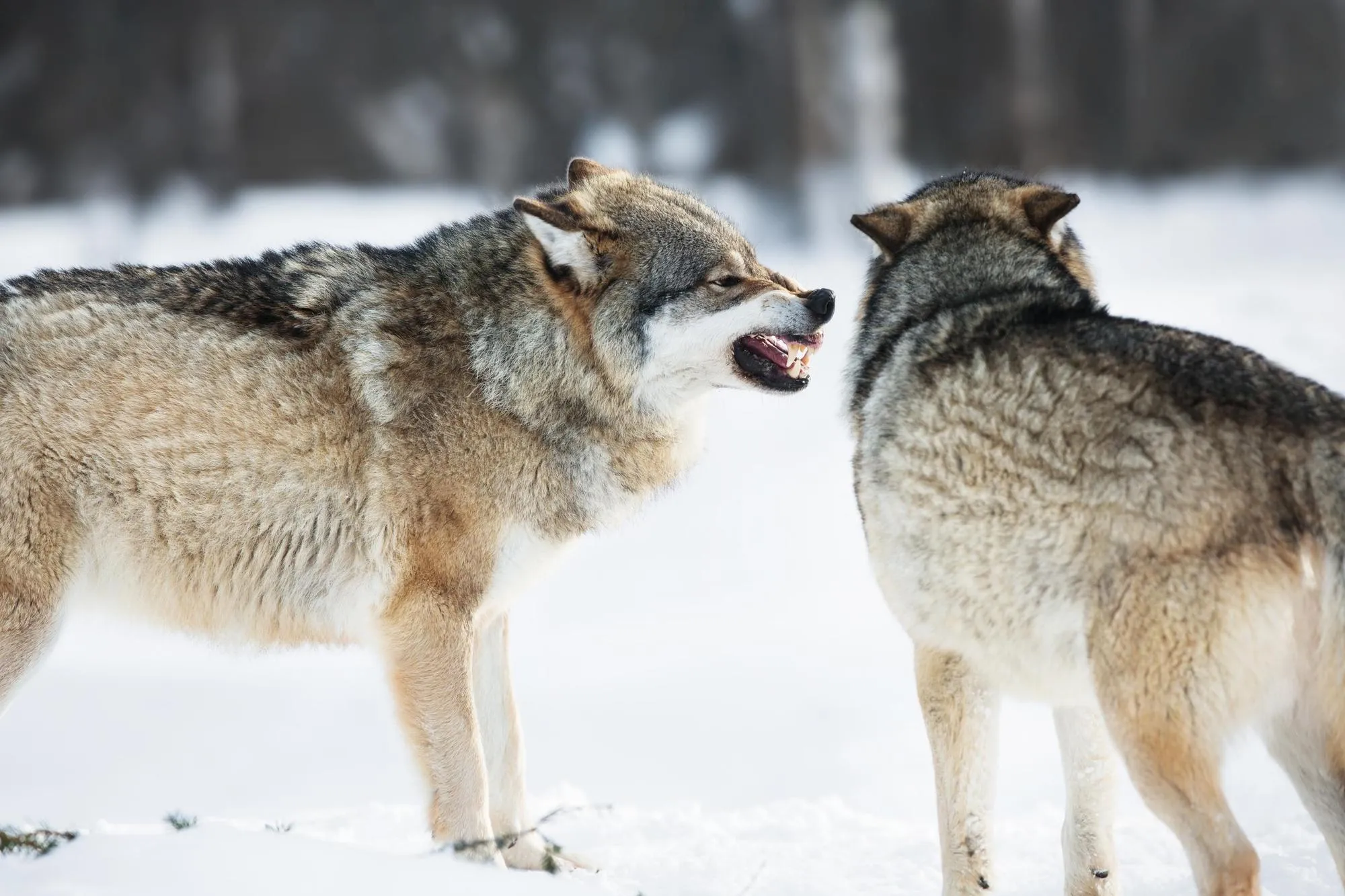 Anger and the two wolves
